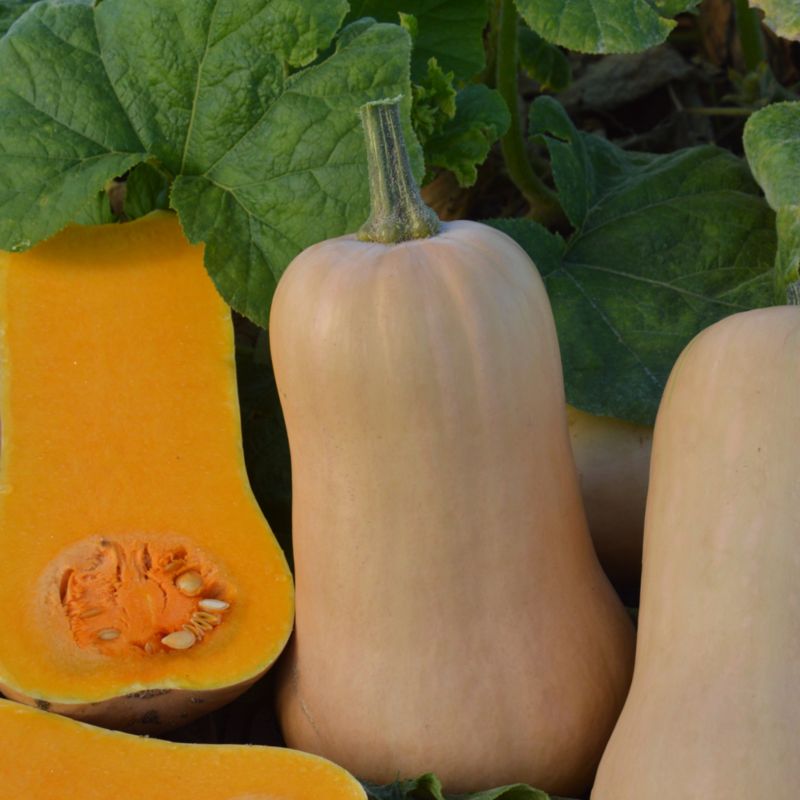 Nasiona dynia piżmowa Butternut Verve