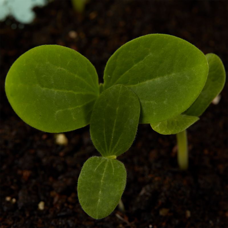 Nasiona dynia piżmowa Butternut Verve
