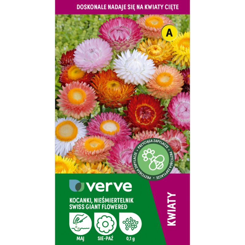 Nasiona kocanki Verve mix