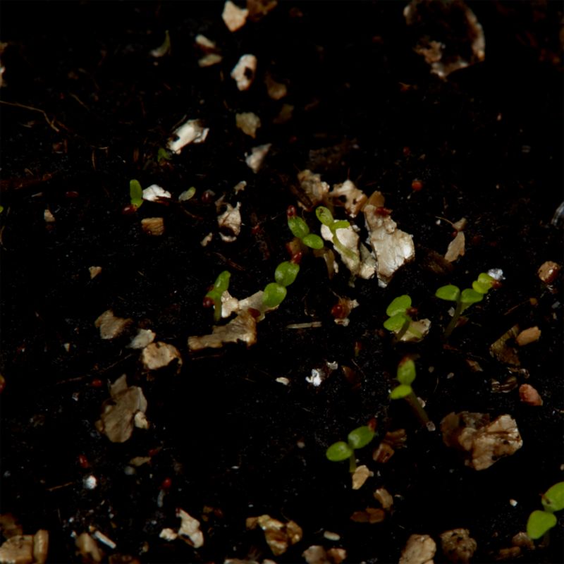Nasiona lobelia Crystal Palace Verve