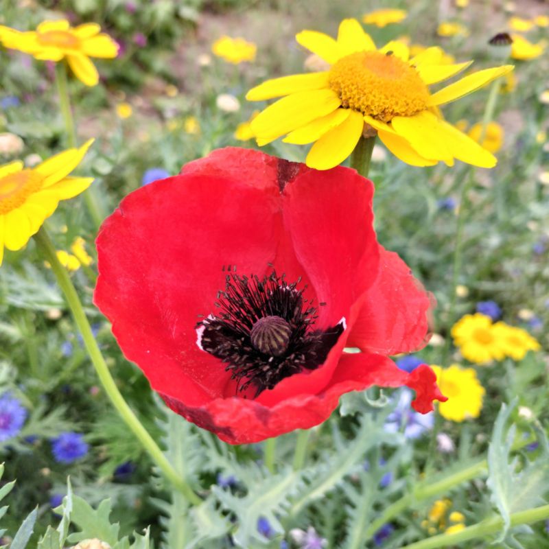 Nasiona mieszanka roślin Wildflower Verve mix