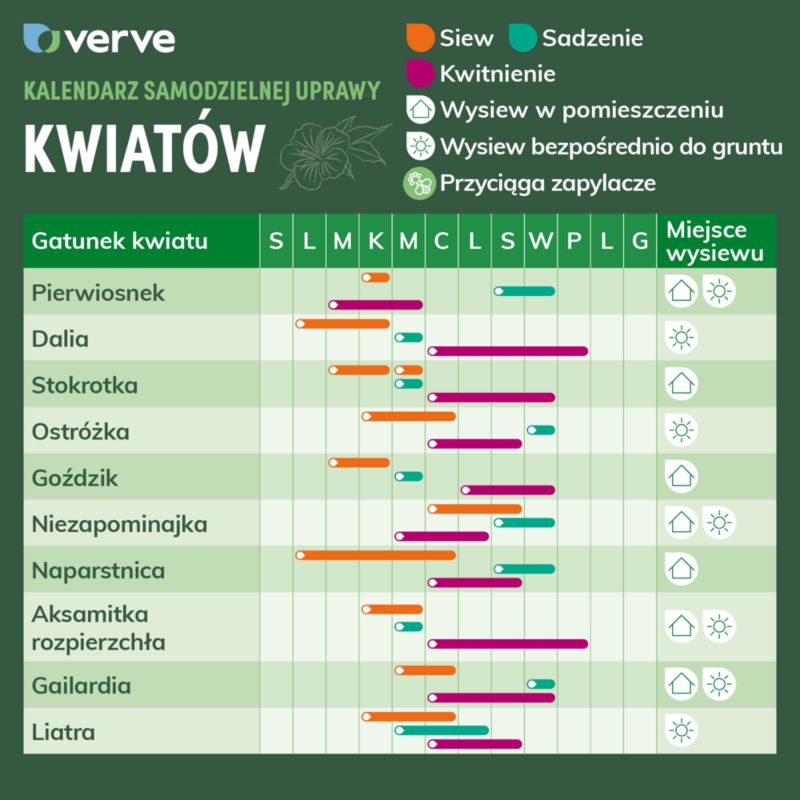Nasiona niezapominajka Verve