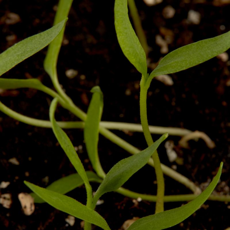 Nasiona papryka de Cayenne Verve