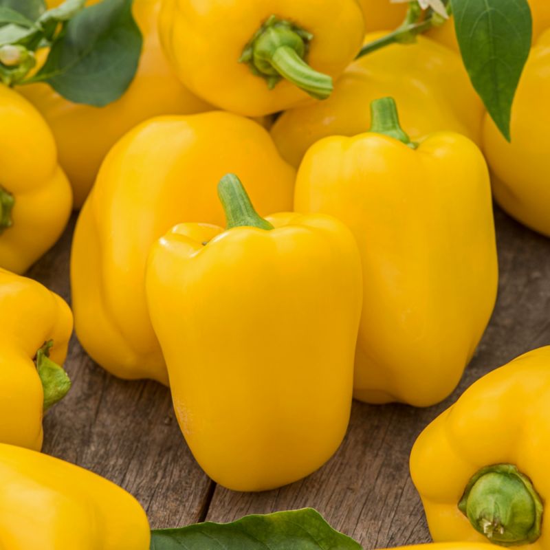 Nasiona papryka słodka żółta Corno Giallo Verve