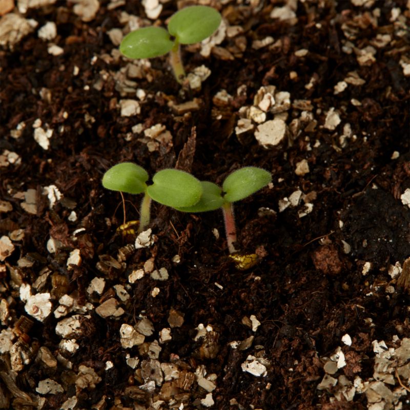 Nasiona pelargonia Colorama F2 Verve