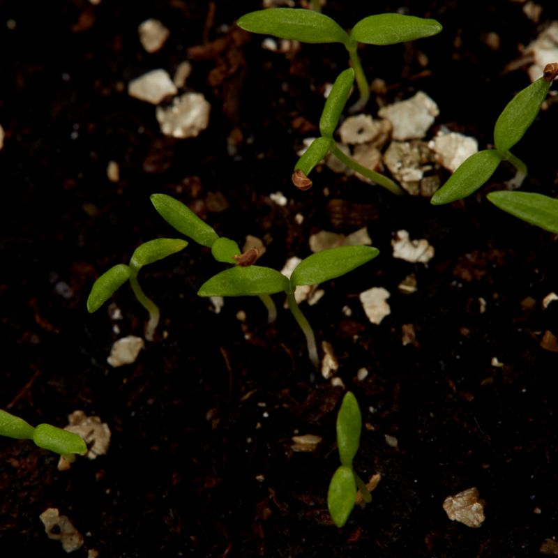 Nasiona pietruszka berlińska Halblange Verve