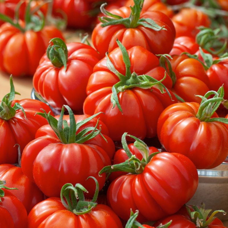 Nasiona pomidor Costoluto Fiorentino Verve