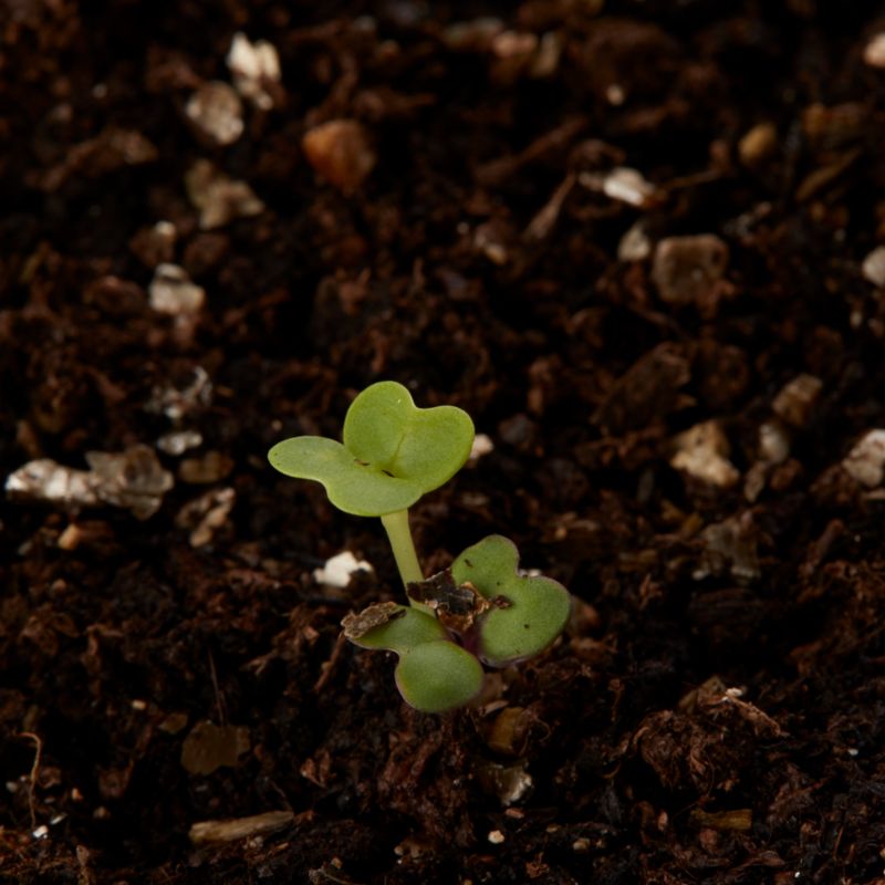Nasiona sałata Baby Leaf Verve mieszanka Orie