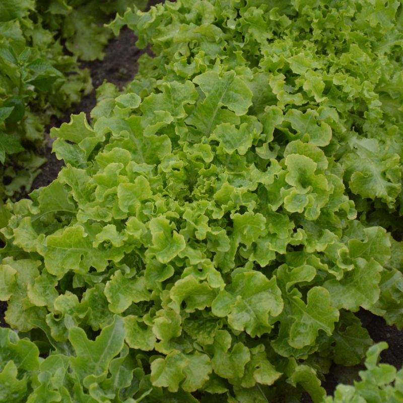 Nasiona sałata liściowa Salad Bowl Verve