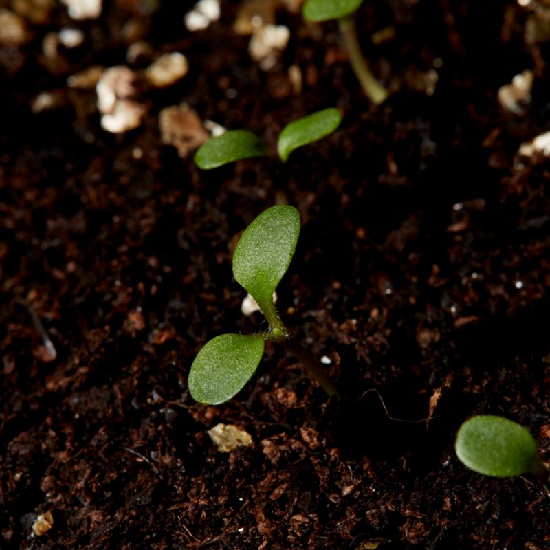 Nasiona wieczornik Verve mix