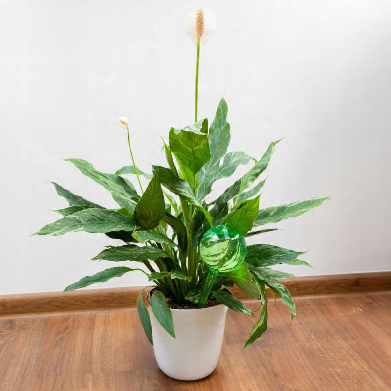 Nawadniacz, Sillar, kule nawadniające, do podlewania roślin, kwiatów, rozmiar L, 24cm, 250ml, zielony, 2szt