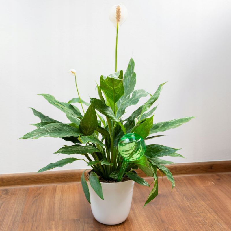 Nawadniacz, Sillar, kule nawadniające, do podlewania roślin, kwiatów, rozmiar L, 24cm, 250ml, zielony, 8szt
