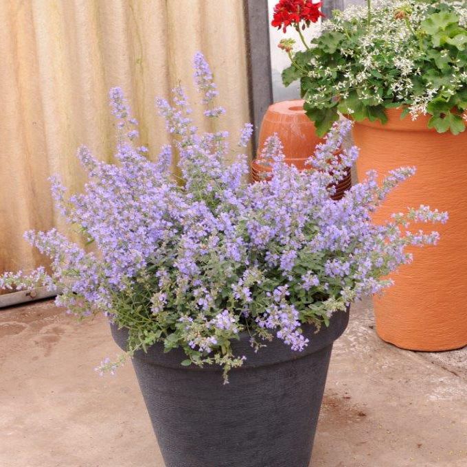 Nepeta doniczka 17 cm