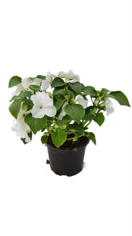 Niecierpek doniczka 10 cm