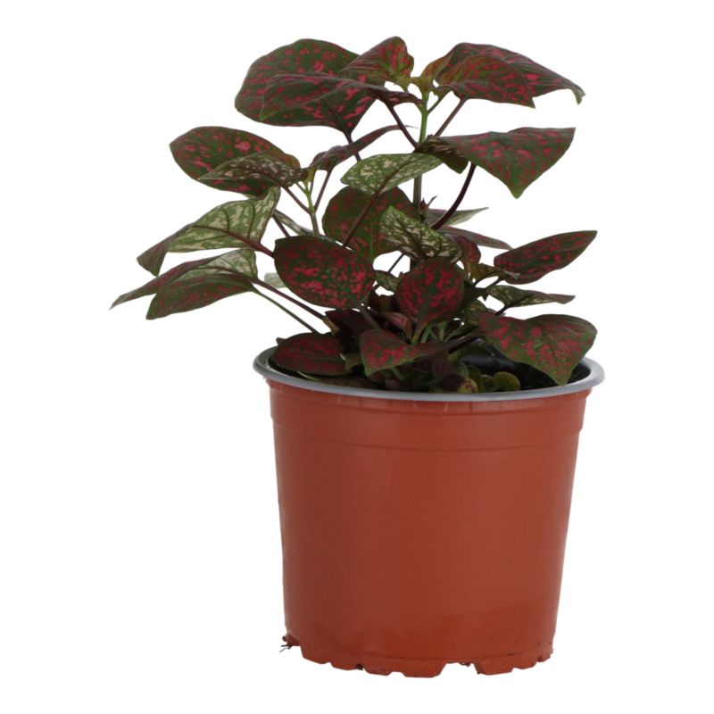 Niedospian mix 12 cm