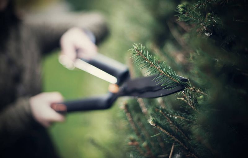 Nożyce do żywopłotu Fiskars SingleStep