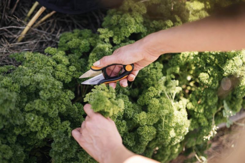 Nożyczki do ziół Fiskars SP220 Solid Fisk