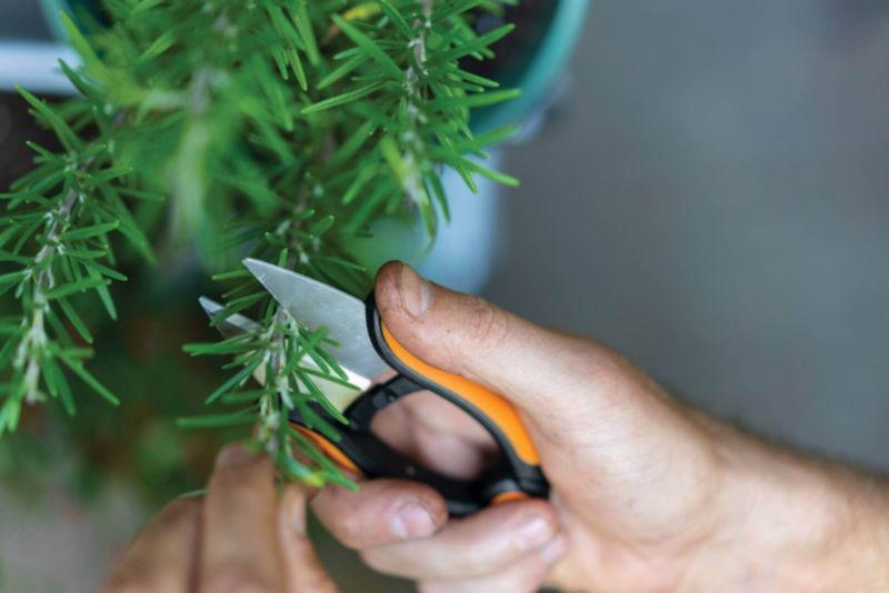 Nożyczki do ziół Fiskars SP220 Solid Fisk