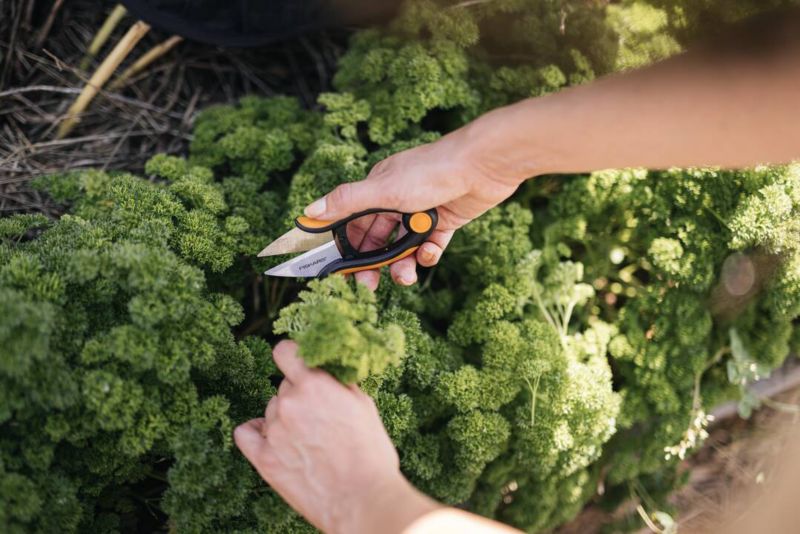 Nożyczki do ziół Fiskars SP220 Solid Fisk