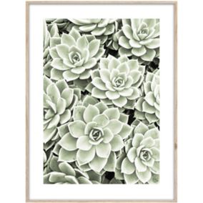 Obraz Artbox Succulents 50 x 70 cm