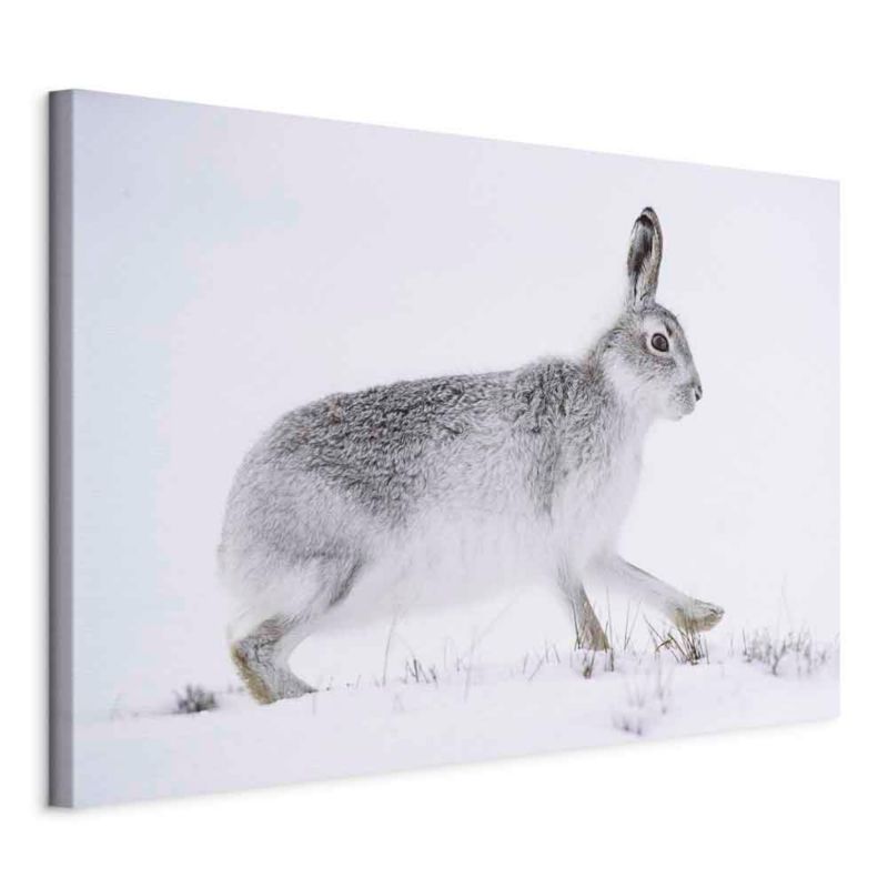 Obraz Artgeist Rabbit 120 x 80 cm flizelina 1 szt