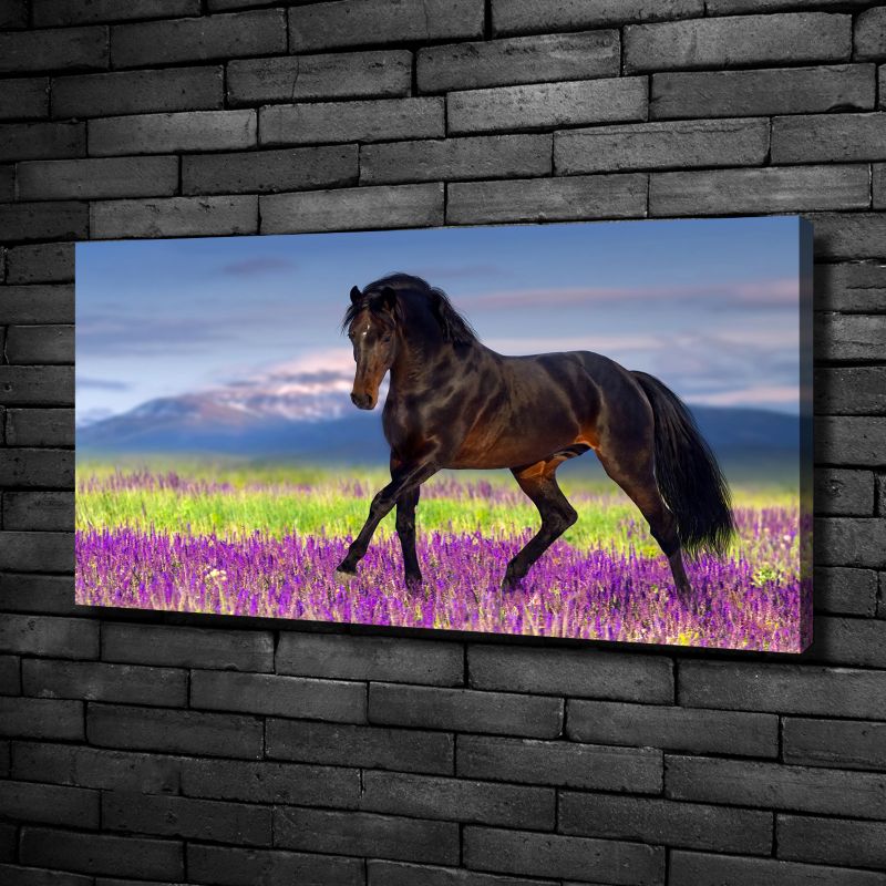 Obraz canvas Tulup Koń pole lawendy 140x70 cm 1 szt.