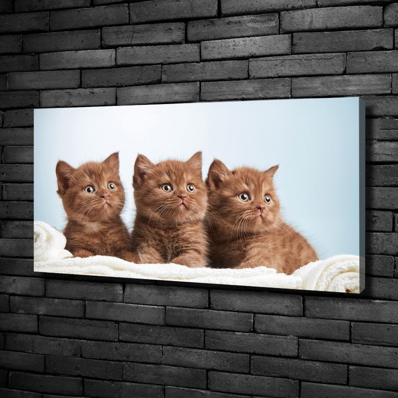 Obraz canvas Tulup Kocięta ręcznik 100x50 cm 1 szt.
