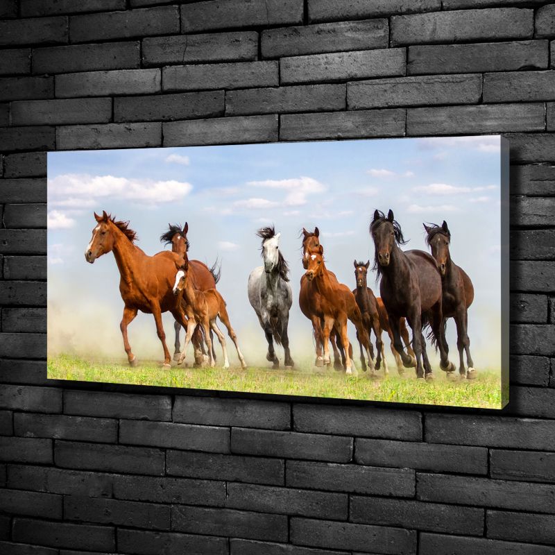 Obraz canvas Tulup Konie w galopie 100x50 cm 1 szt.