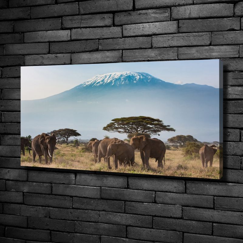Obraz canvas Tulup Słoń Kilimandżaro 120x60 cm 1 szt.