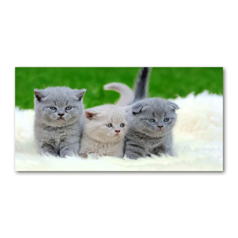 Obraz canvas Tulup Trzy koty koc 140x70 cm 1 szt.