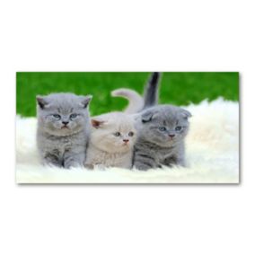 Obraz canvas Tulup Trzy koty koc 140x70 cm 1 szt.