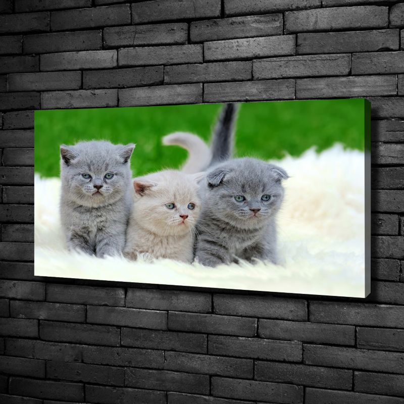 Obraz canvas Tulup Trzy koty koc 140x70 cm 1 szt.