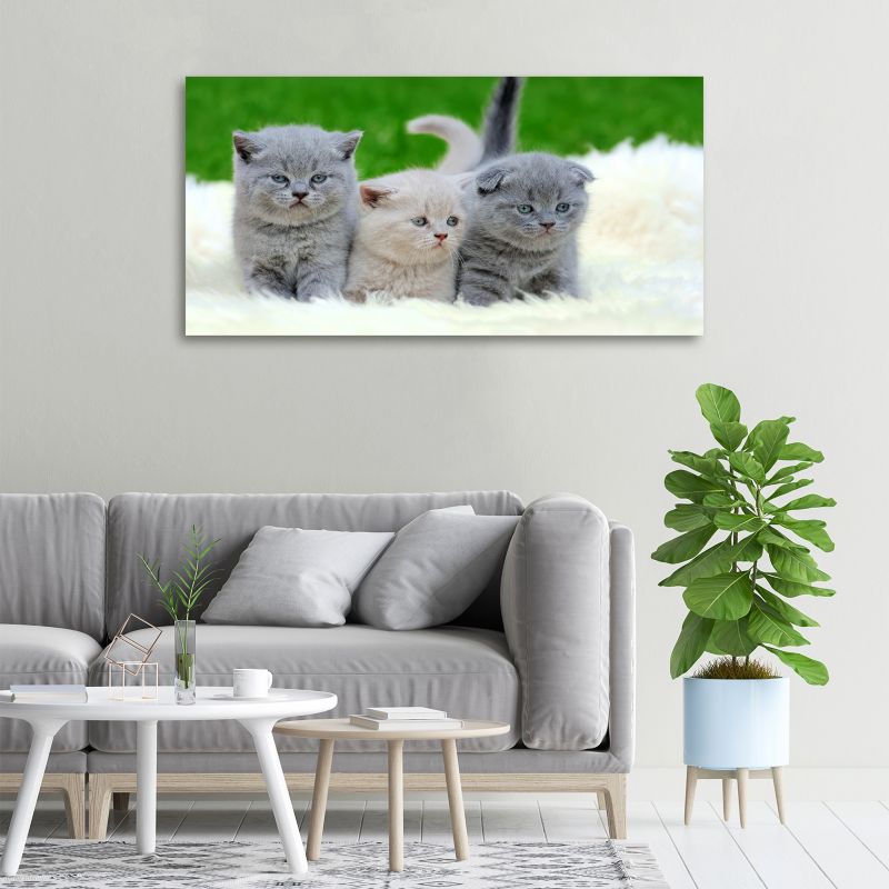 Obraz canvas Tulup Trzy koty koc 140x70 cm 1 szt.