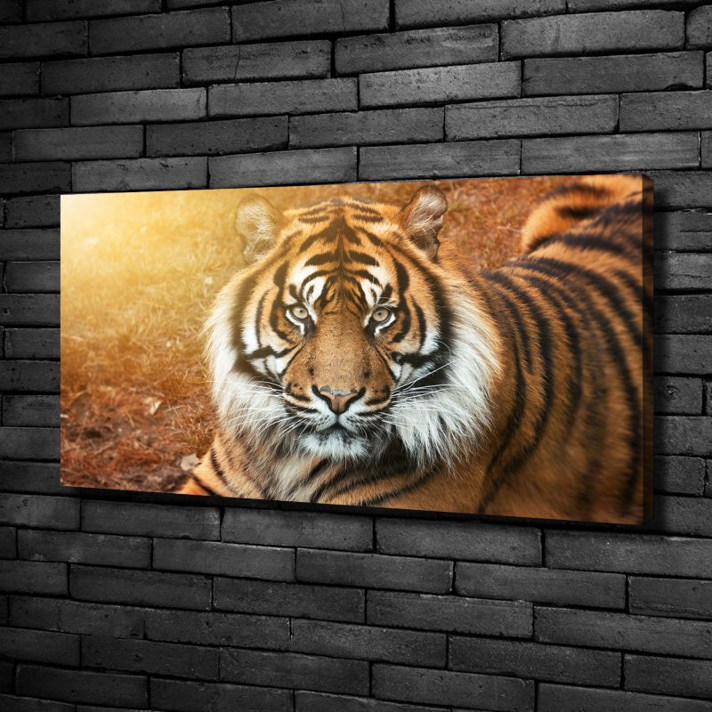 Obraz canvas Tulup Tygrys bengalski 125x50 cm 1 szt.