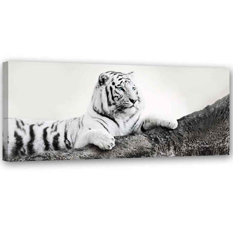 Obraz do salonu biura Feeby Tygrys Zwierzeta Natura Czarno - Biały 150x50cm 1szt