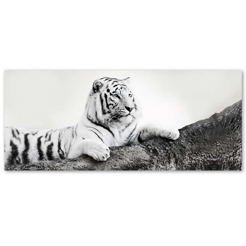 Obraz do salonu biura Feeby Tygrys Zwierzeta Natura Czarno - Biały 150x50cm 1szt
