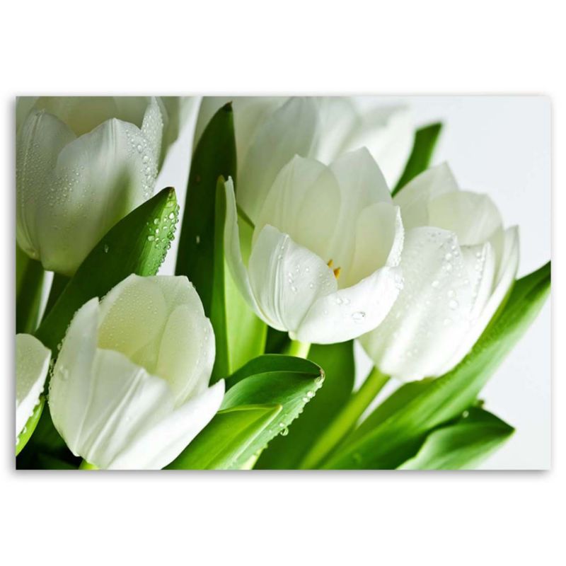 Obraz do salonu kuchni Feeby Białe tulipany 90x60cm 1szt
