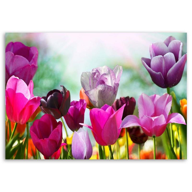 Obraz do salonu pokoju Feeby Kolorowe Tulipany na łące 120x80cm 1szt