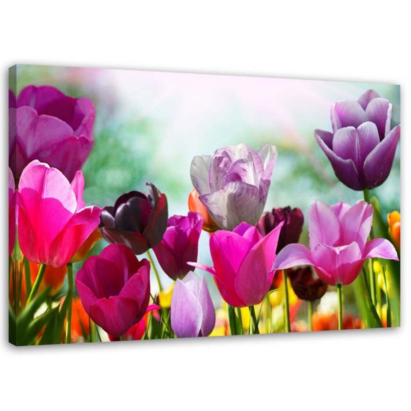 Obraz do salonu pokoju Feeby Kolorowe Tulipany na łące 60x40cm 1szt
