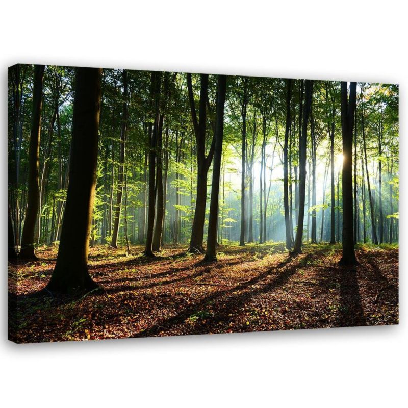 Obraz do salonu sypialni Feeby Las o wschodzie Słońca Pejzaż 120x80cm 1szt