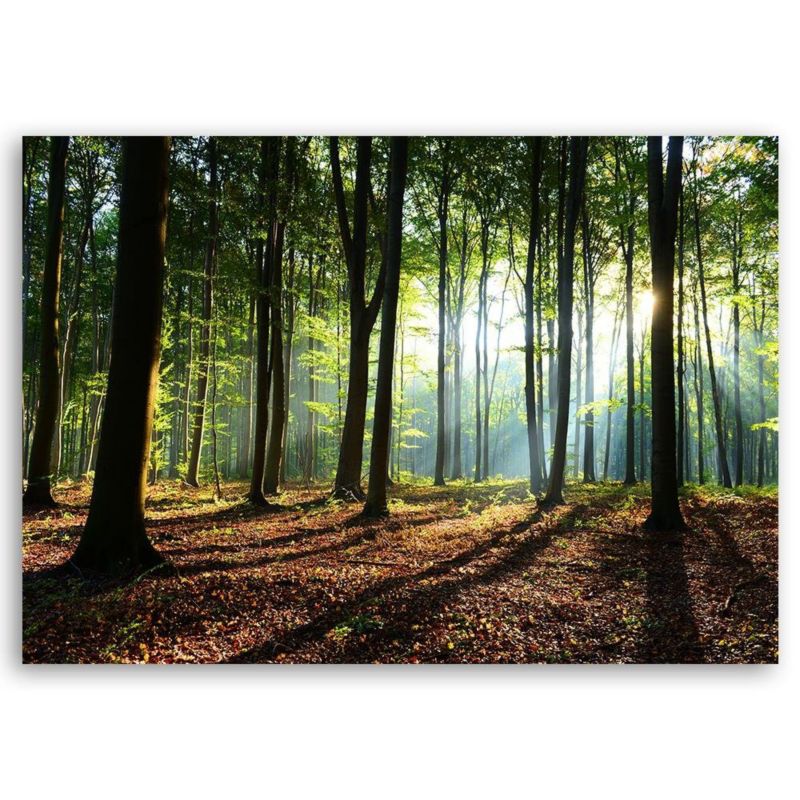 Obraz do salonu sypialni Feeby Las o wschodzie Słońca Pejzaż 120x80cm 1szt