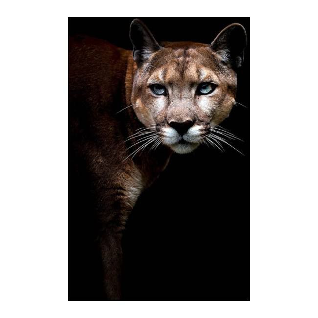 Obraz Glasspik Couguar Animal 70 x 100 cm