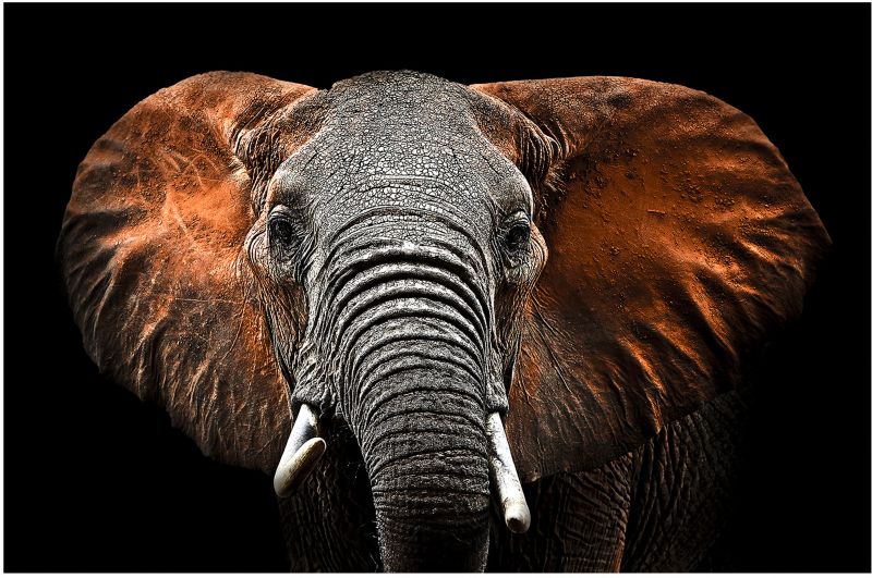 Obraz Glasspik Elephant 70 x 100 cm