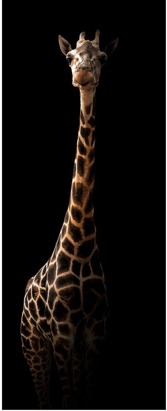 Obraz Glasspik Giraffe 1 50 x 125 cm