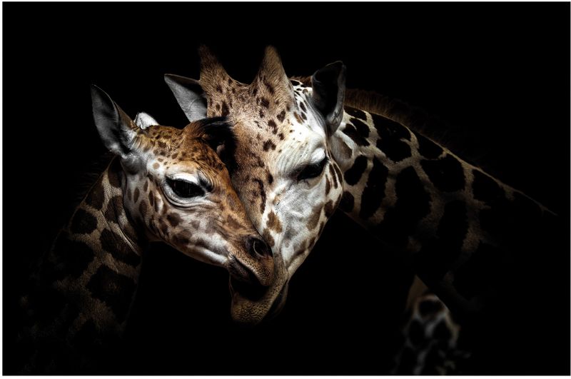 Obraz Glasspik Giraffe 2 70 x 100 cm