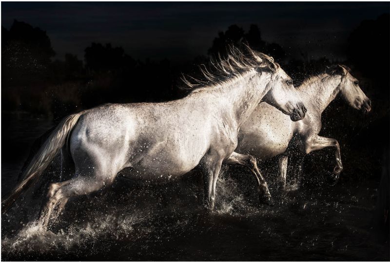 Obraz Glasspik Horse Metallic 80 x 120 cm