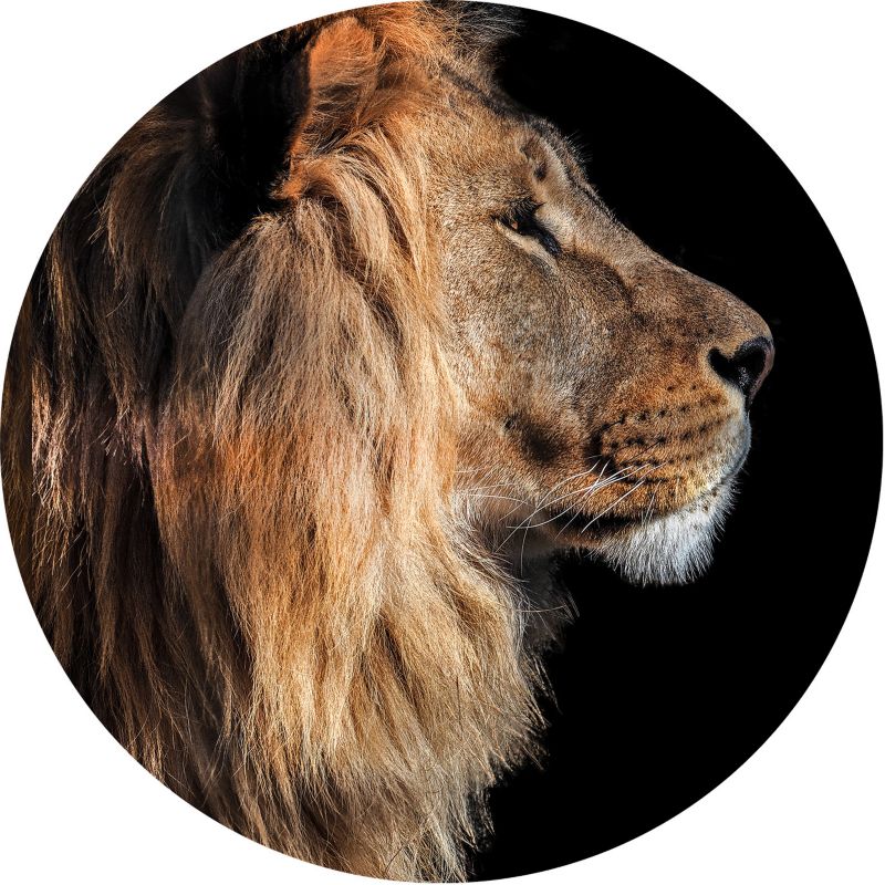 Obraz Glasspik koło Black lion fi 70 cm