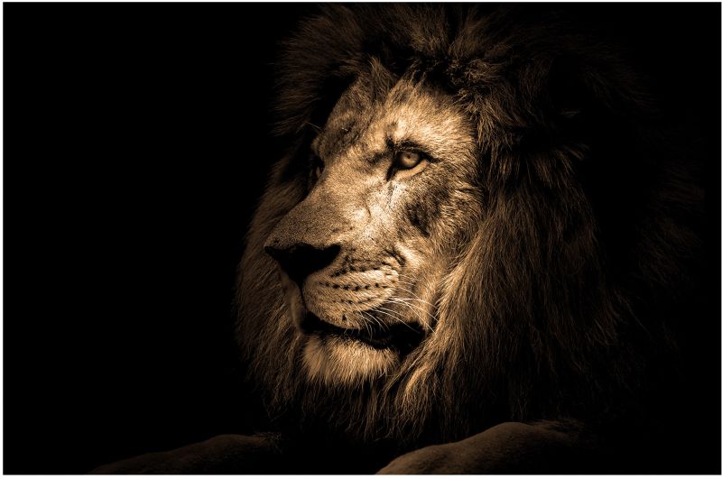 Obraz Glasspik Lion 70 x 100 cm