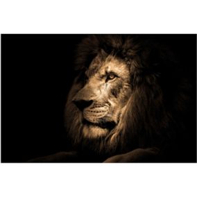Obraz Glasspik Lion 70 x 100 cm