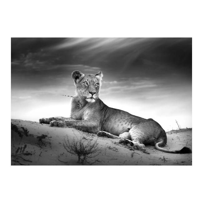 Obraz Glasspik Lioness Animal 70 x 100 cm